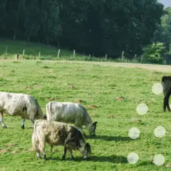 Jakie nawozy na łąkę wybrać, aby poprawić plony i jakość paszy?