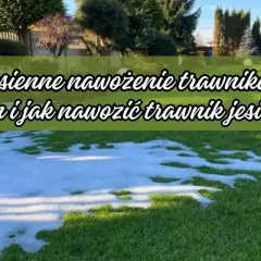 Kiedy nawóz do trawy? Najlepszy czas i sposób nawożenia trawnika
