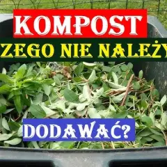 Czy można sadzić w kompoście? Odkryj zagrożenia i najlepsze praktyki