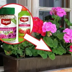Najlepszy nawóz pod pelargonie, który zapewni zdrowy wzrost i obfite kwitnienie