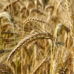 Ile nawozu na pszenżyto? Odpowiednie dawki azotu, fosforu i potasu