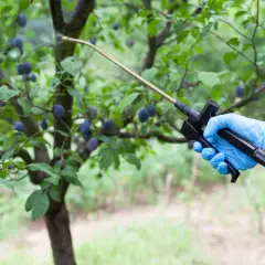 Kiedy opryskiwać śliwy? Skuteczna ochrona przed szkodnikami