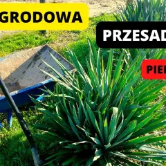 Jak sadzić juki ogrodowe: 7 kluczowych zasad dla pięknego ogrodu