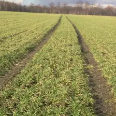 Jaki nawóz wiosną na jęczmień ozimy - kluczowe wskazówki dla lepszych plonów