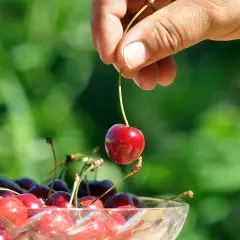Kiedy opryskiwać czereśnie, aby skutecznie chronić je przed szkodnikami?