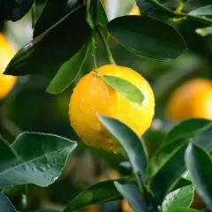 Jak zrobić nawóz do cytrusów? Proste przepisy i skuteczne porady