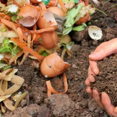 Kompost czy obornik: który nawóz lepszy dla Twojego ogrodu?