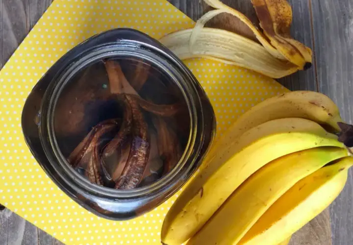 Jak zrobić nawóz ze skórki z banana? Proste metody, które zaskoczą!