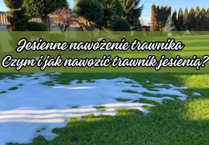 Kiedy nawóz do trawy? Najlepszy czas i sposób nawożenia trawnika