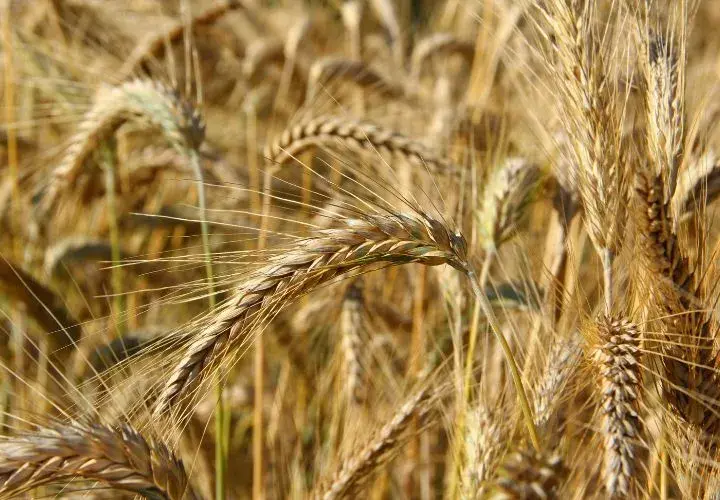 Ile nawozu na pszenżyto? Odpowiednie dawki azotu, fosforu i potasu