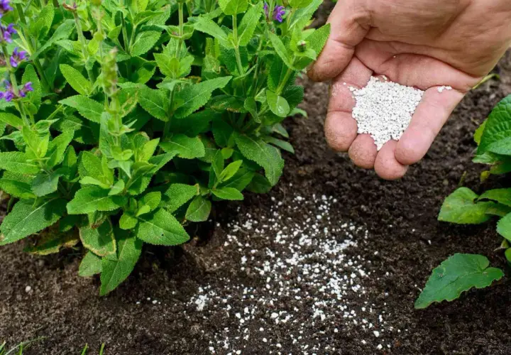 Nawozy organiczne czy mineralne: co wybrać dla lepszych upraw?