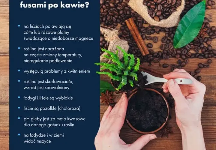 Nawóz z kawy do czego? Zastosowanie i korzyści dla roślin w ogrodzie