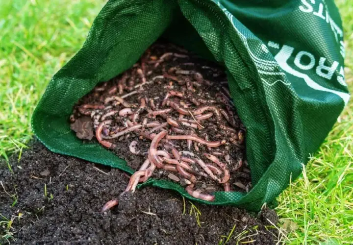 Gdzie kupić dżdżownice do kompostu? Najlepsze miejsca i ceny.