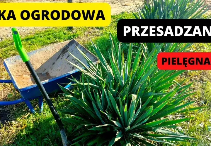Jak sadzić juki ogrodowe: 7 kluczowych zasad dla pięknego ogrodu