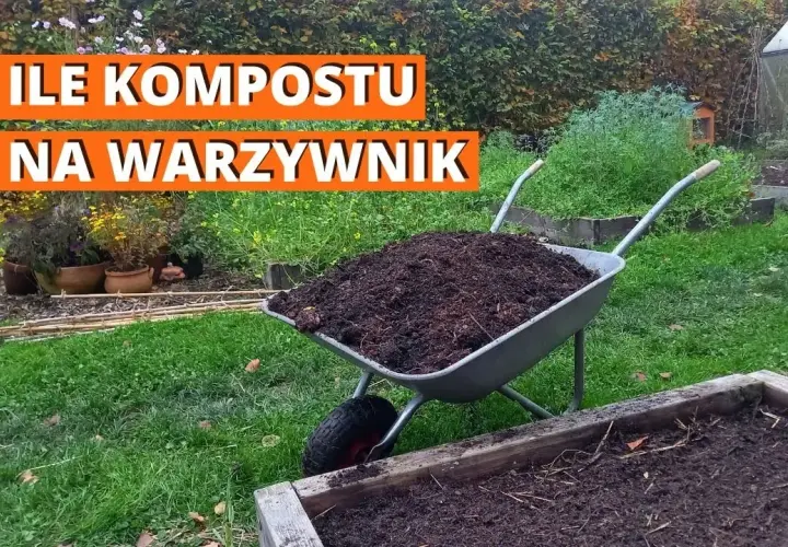 Ile kompostu do ziemi? Sprawdzone proporcje dla bujnego ogrodu