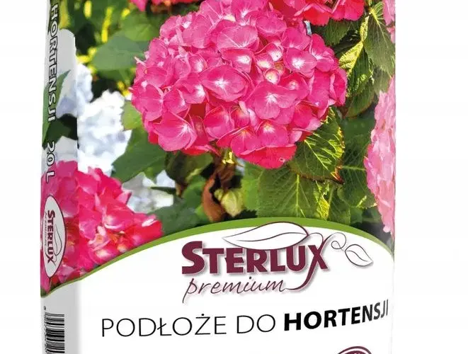 Jakie podłoże do hortensji ogrodowej? 5 kluczowych zasad uprawy