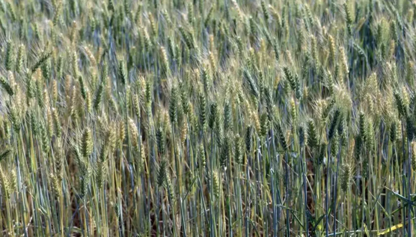 Jaki nawóz pod pszenżyto ozime zapewni najlepsze plony i wzrost?