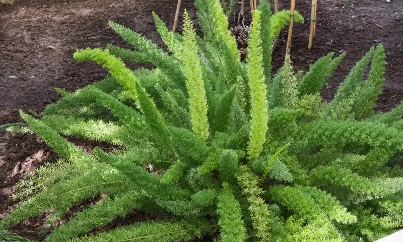 Asparagus ogrodowy: jadalny i zdrowy przysmak - co warto wiedzieć