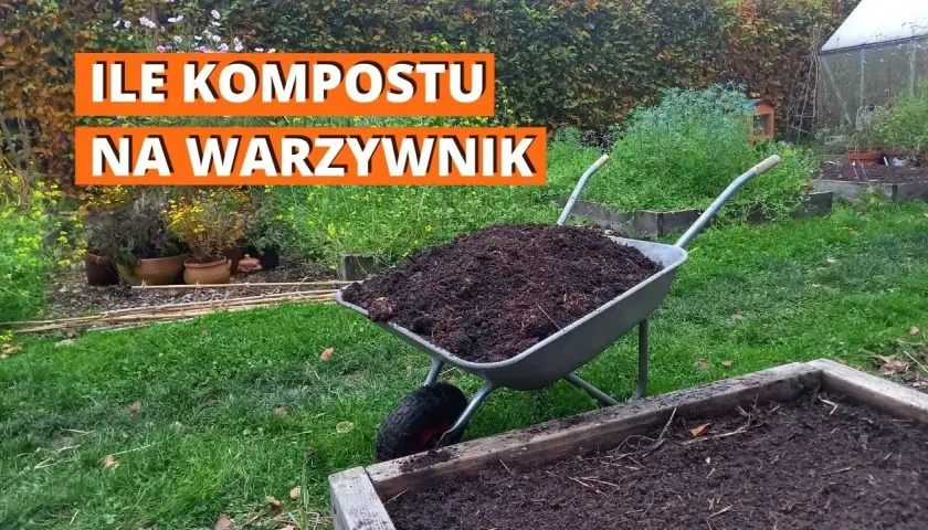 Ile kompostu do ziemi? Sprawdzone proporcje dla bujnego ogrodu
