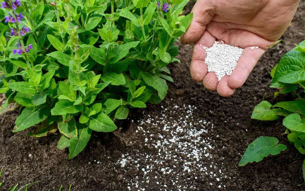 Nawozy organiczne czy mineralne: co wybrać dla lepszych upraw?
