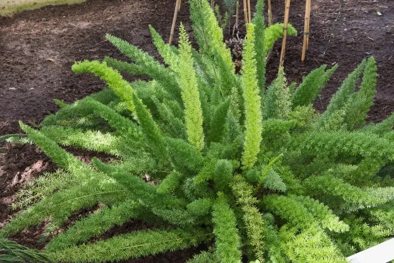 Asparagus ogrodowy: jadalny i zdrowy przysmak - co warto wiedzieć