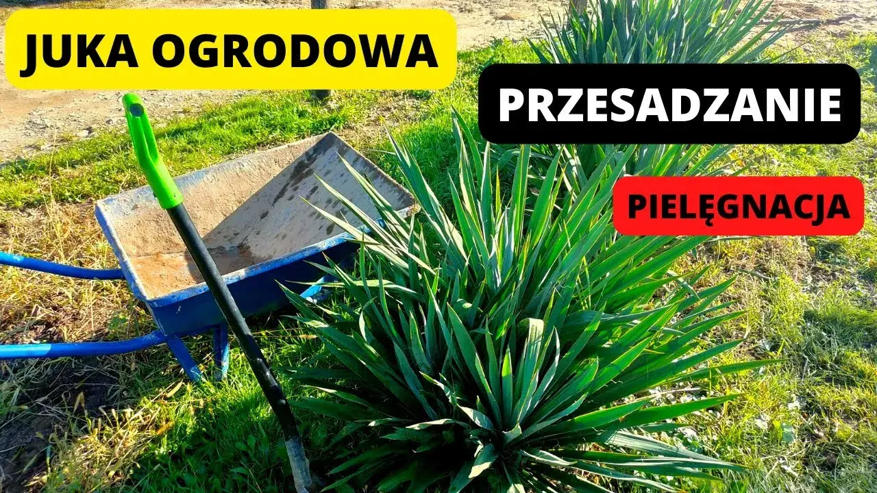 Jak sadzić juki ogrodowe: 7 kluczowych zasad dla pięknego ogrodu