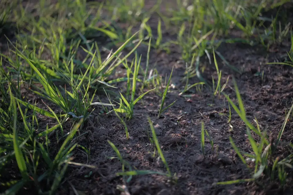 Zdjęcie Kiedy opryskiwać chwasty na trawniku? Najlepszy czas i warunki
