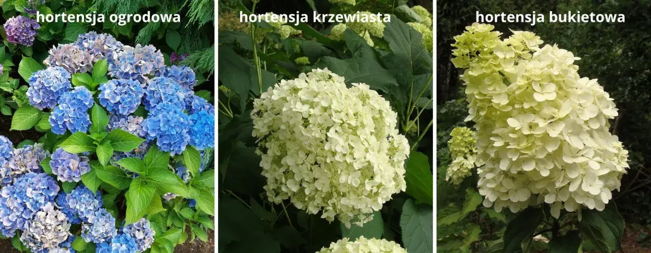 Zdjęcie Kiedy i jak przycinać hortensje ogrodowe: 7 kluczowych zasad